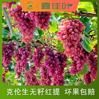 【鑫佳叶】四川大凉山克伦生无籽红提3/4.5斤装 2-5串 单果4-10g 