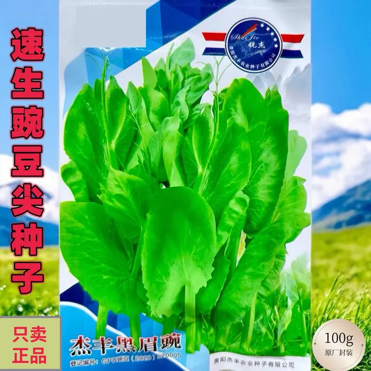 四季阳台豌豆苗种子碗豆尖种子早熟多次采收豌豆颠种籽蔬菜种子