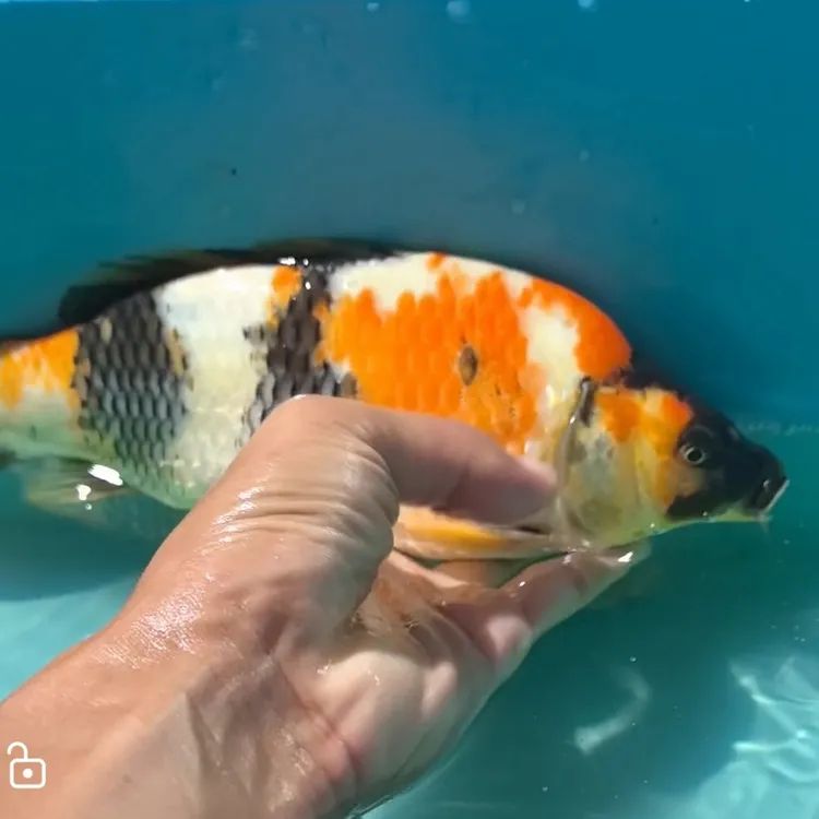 观赏鱼盆拍三尾对版发货顺丰包邮保健康