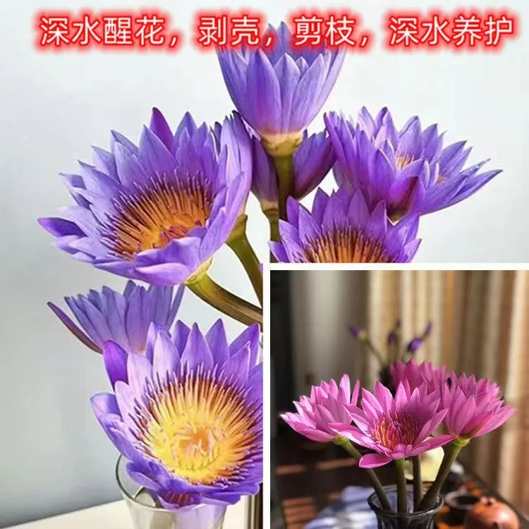 粉紫睡莲插花---广州鲜花室内家用基地绿色植物批发花束紫色