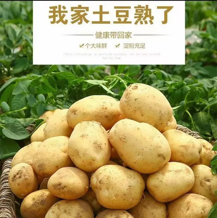 黄皮洋芋土豆自家菜园25现挖新鲜土豆