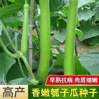 【满五包包邮】长瓠瓜种子蒲瓜种籽甜瓠子瓜菜葫芦短棒农家阳台四季
