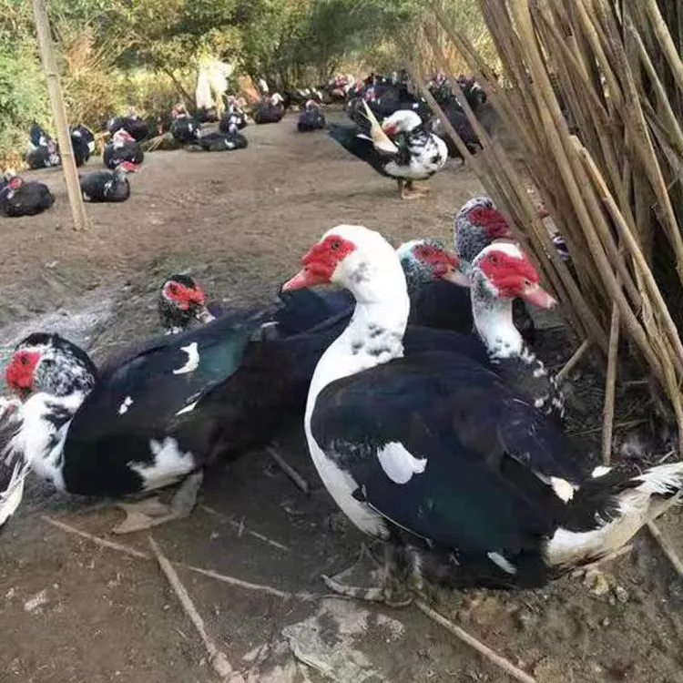 宠物宠物鸭番鸭红头鸭顺丰包邮