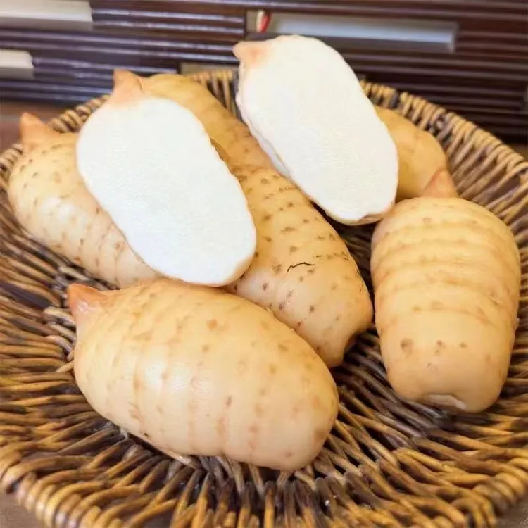 高海拔新鲜天麻带泥保鲜产地麻农推荐天麻新鲜