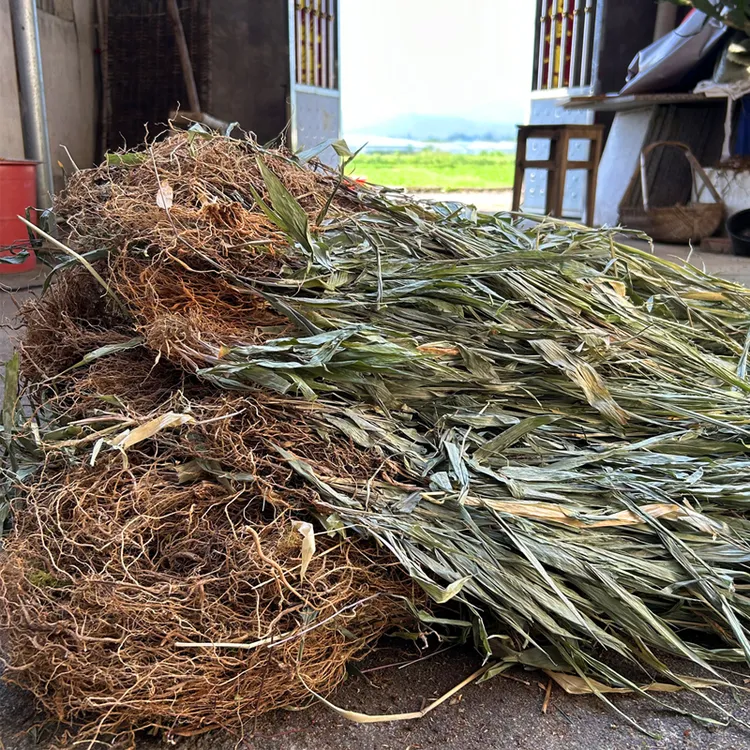 江西野生淡竹叶整株带根茎新鲜干货泡水煮深山种苗功效自然晒干