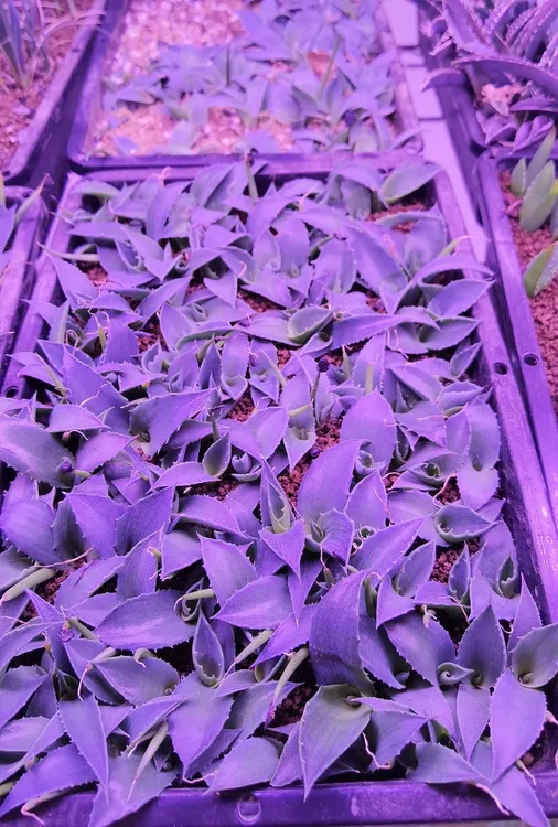 赫瓦蒂娜龙舌兰三片叶子小苗耐寒品种