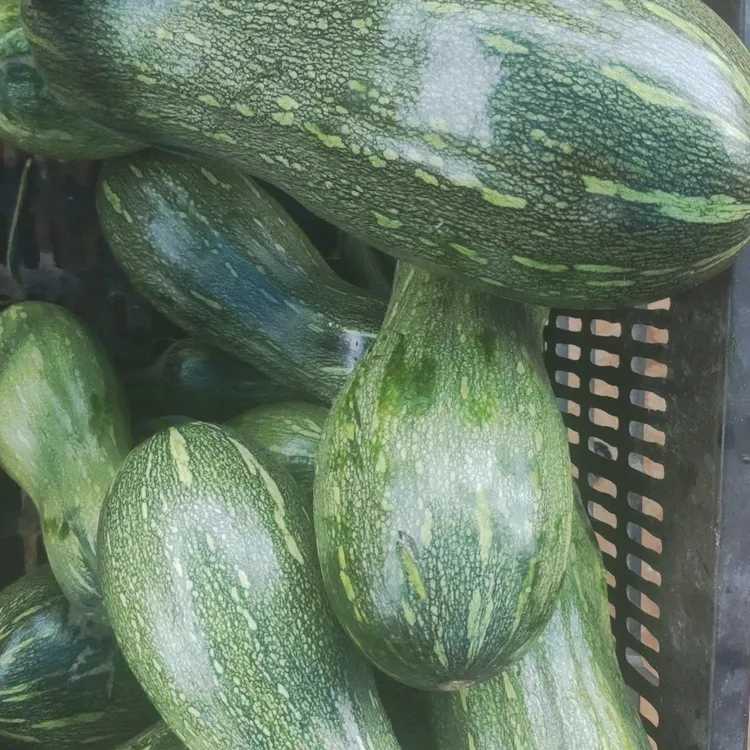 农家嫩南瓜小圆瓜当季新鲜蔬菜清甜小小南瓜嫩瓜小瓜买菜迷你葫芦