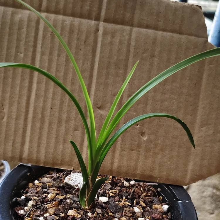 (一物一拍）好养易活浓香花卉盆栽送春(直播间)