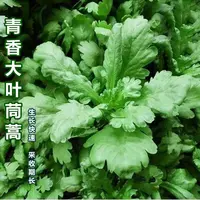 【全店满5元包邮】新种青香大叶茼蒿桐花菜大叶蓬蒿菜耐热皇帝易种