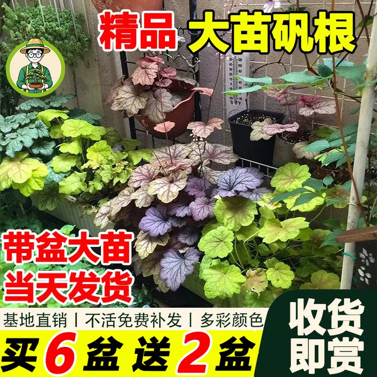 拾园记矾根盆栽多彩观叶植物耐寒热常绿多年生室内外庭院阳台绿植
