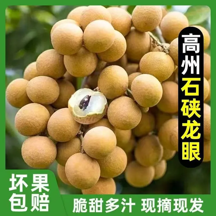 现货广东高州荷塘新鲜石硖龙眼现摘爆甜一整箱