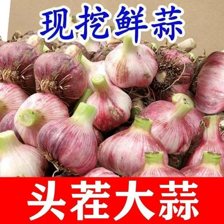 【商超品质】2025河南杞县现挖新鲜紫白皮大蒜头可做糖醋蒜炒菜香蒜