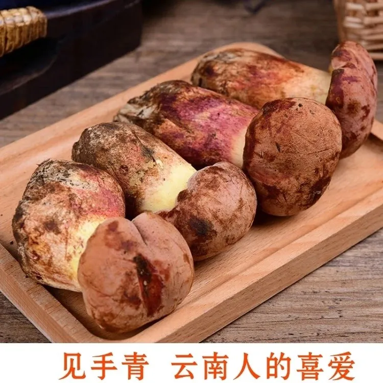 野生见手青2025年新鲜红葱牛肝菌云南野生菌变色蘑菇见手青顺丰