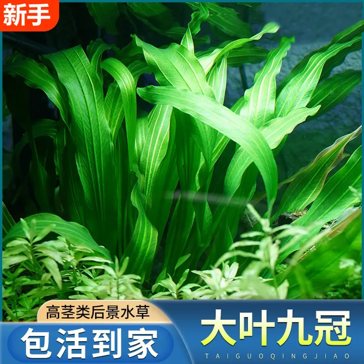 大叶九冠绿九冠皇冠水草迷你九冠鱼缸造景装饰植物中后景阴性水草