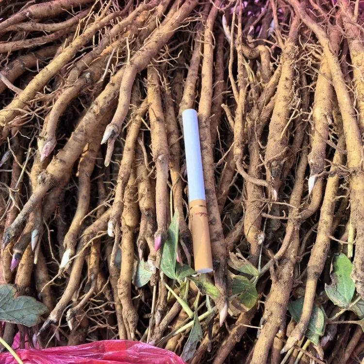 牡丹苗 丹皮苗、耐寒牡丹苗、油用牡丹苗、四季牡丹苗药材