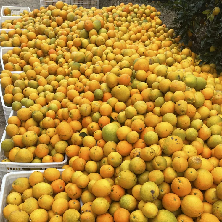 现摘十年大树带花皮中小果正宗赣南脐橙自家果园直发