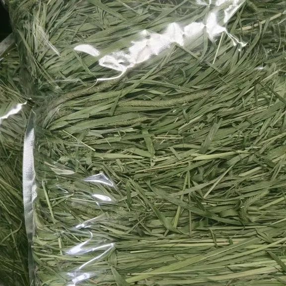 2025年头茬粮食微穗烘干提摩西草草干草段兔子草