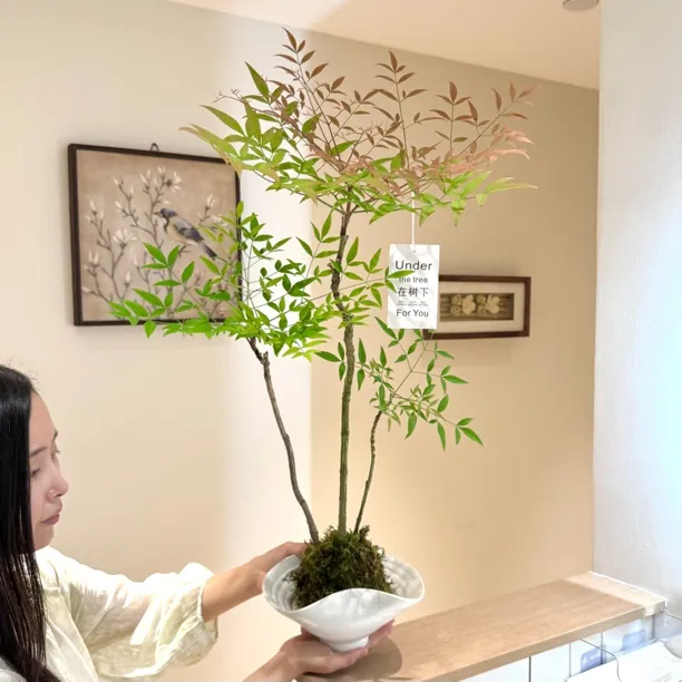 水培禅意火焰南天竹苔藓球盆栽室内桌面水培净化空气观叶绿植花卉