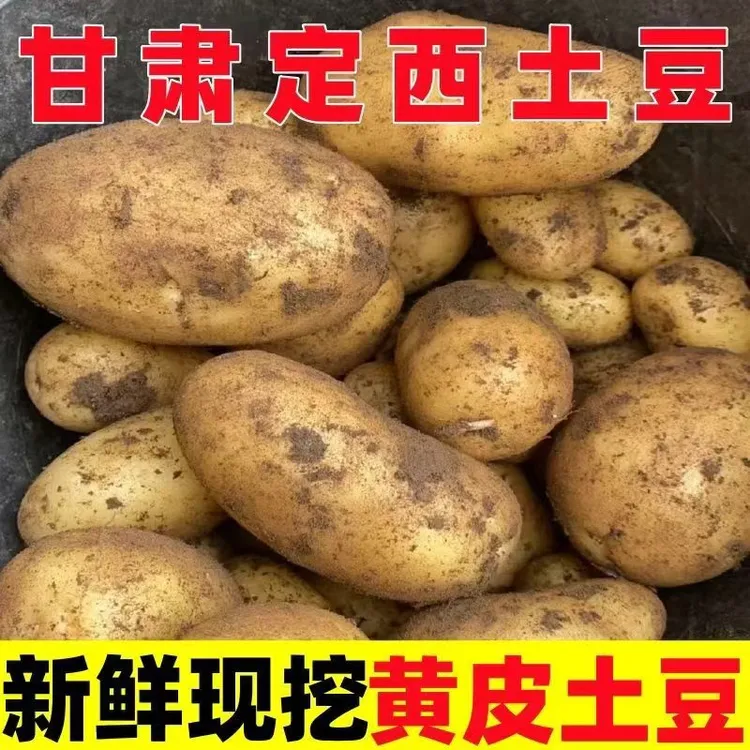 新鲜现挖定西土豆甘肃沙面蔬菜马铃薯洋芋黄皮黄心新鲜整箱批发