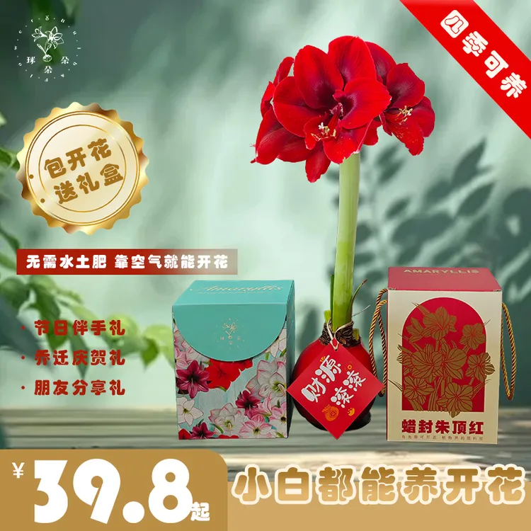 球朵朵中秋节好礼蜡封朱顶红懒人花四季开花期长免养护喜庆注定红