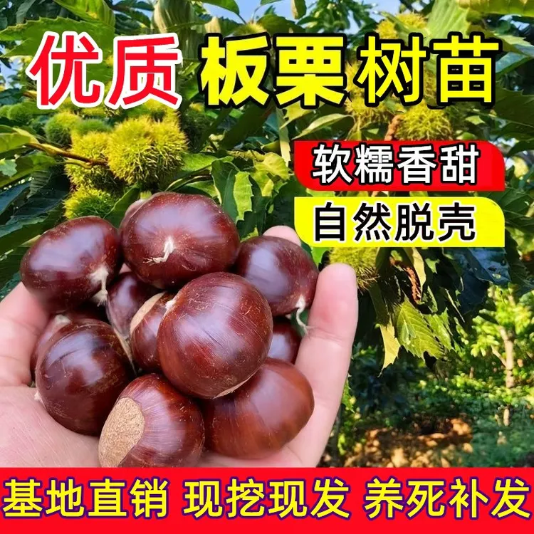 【29.9抢3颗】嫁接大红袍王中王油板栗树苗南北方盆栽地栽种果树苗商品图