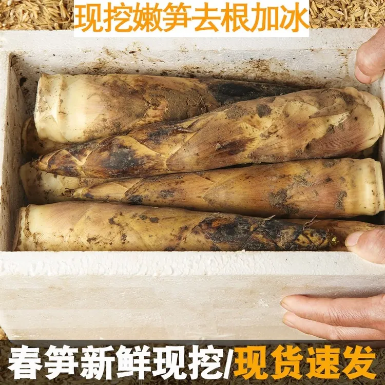 临安春笋新鲜现挖冬笋嫩芽竹笋子正宗浙江天目山雷笋农家大果鲜笋