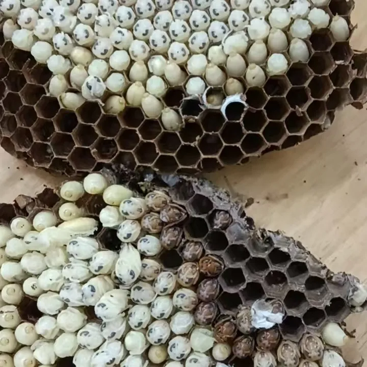 新鲜野生蜂蛹多种蜂类顺丰包邮深山美味