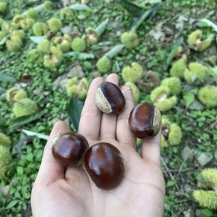 正宗迁西板栗老树油粒2025年新板栗老树栗子
