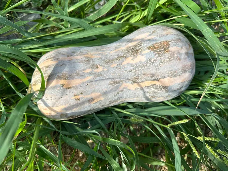 2025年新鲜小蛮腰南瓜自家种植香妃南瓜老品种南瓜4-5斤北瓜葫芦