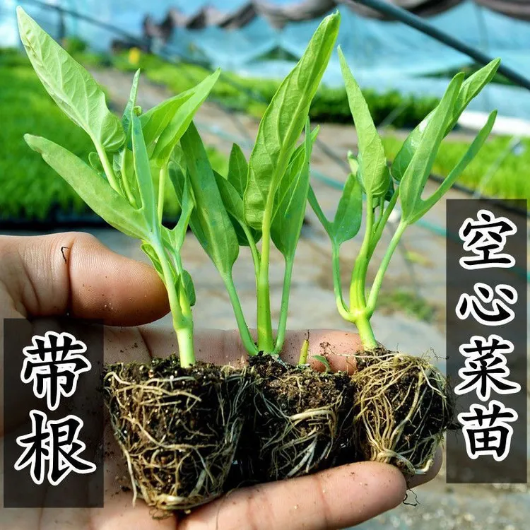 正宗三叉空心菜穴盘苗秧苗新鲜四季盆栽带根阳台庭院种植高产秧苗