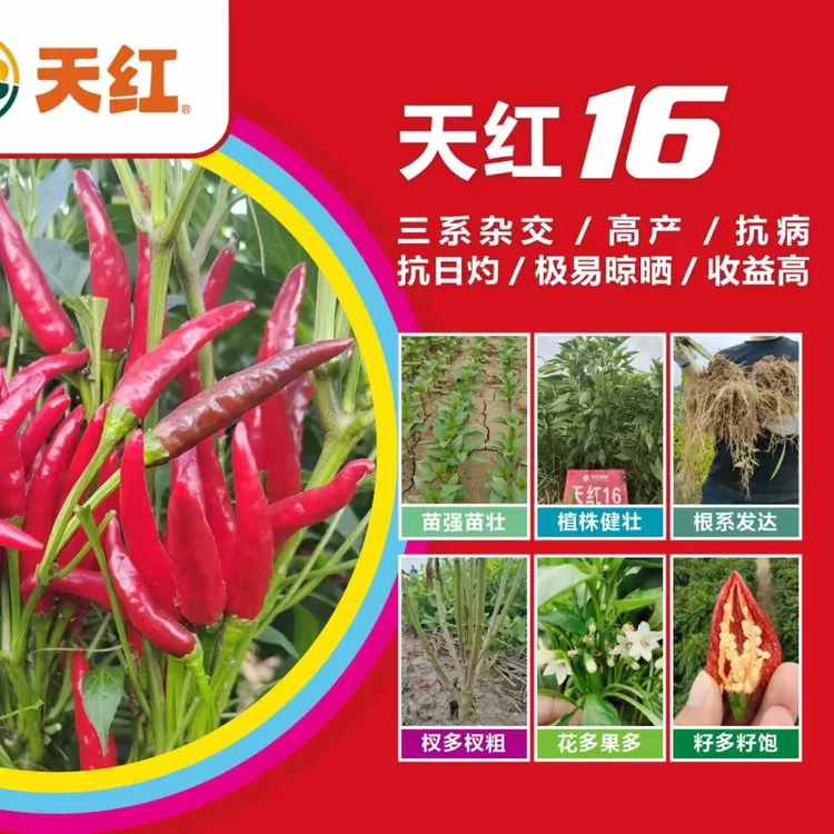 天红16三系杂交层层坐果叶里藏