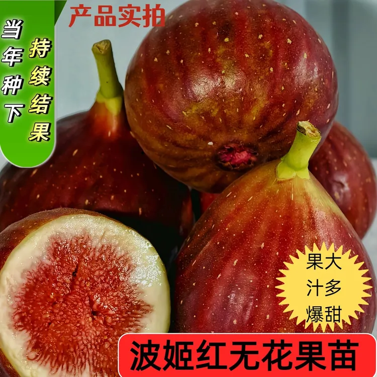  波姬红 扦插苗无花果四季阳台庭院盆栽大果无花果无缺无花果树苗