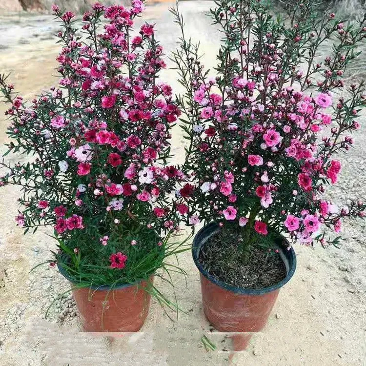 松红梅盆栽带花苞阳台花卉绿植物重瓣多色室内外新手易种棒棒糖型