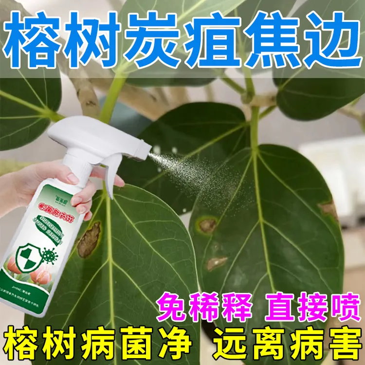 榕树炭疽病急救肥防榕树锈斑掉叶根腐黑斑烂叶白粉黄叶焦边营养液