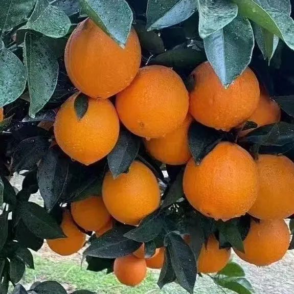江西赣南脐橙橙子新鲜水果当季整箱20斤正宗精品大果赣州甜橙