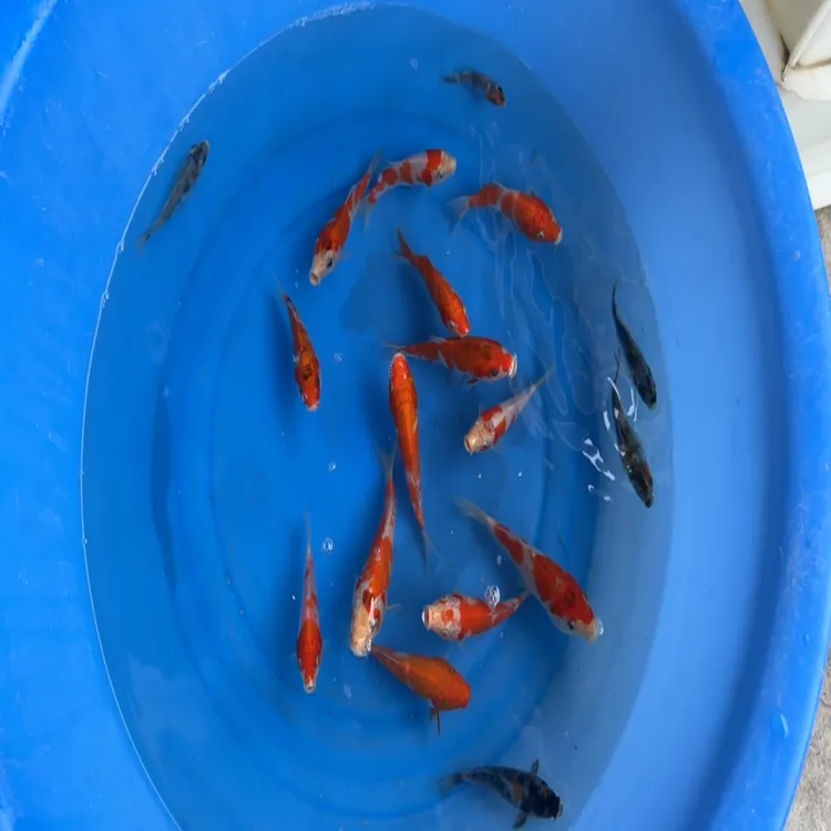 红白昭和非写大正锦鲤鱼苗