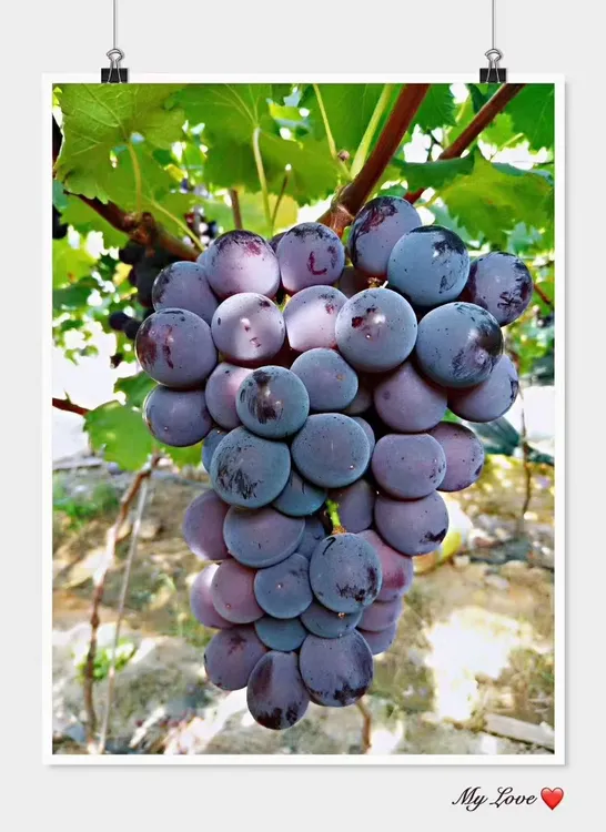 【福安巨峰葡萄】现摘一箱5斤，两箱10斤，精选新鲜【限福建省内可拍】