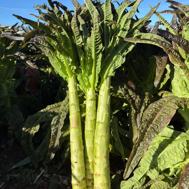 【精选装】云南露天种植紫叶莴笋香笋贡菜火锅搭档