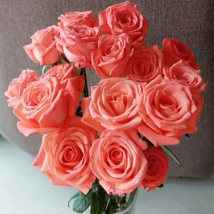 顺丰一单包邮戴安娜玫瑰花 粉色玫瑰鲜花 家庭插花办公送女生