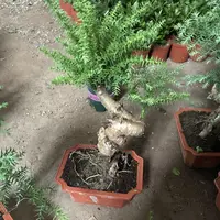 小叶金杆澳洲杉/带盆带土发货/盆破不赔钱/喜水喜光/开花很香