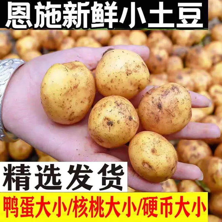 恩施高山种植【精选小土豆】烧烤黄皮黄心小土豆粉糯迷你蔬菜土豆