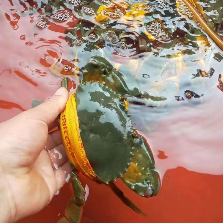 （顺丰包邮）秋米蟹单只5两