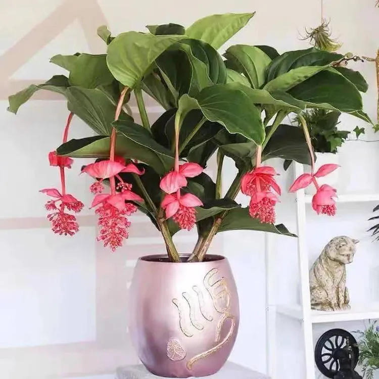 308-358宝莲灯高档室内花卉盆栽绿植
