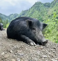 生态藏香猪（后腿肉）直播间现场称重 所见即所得