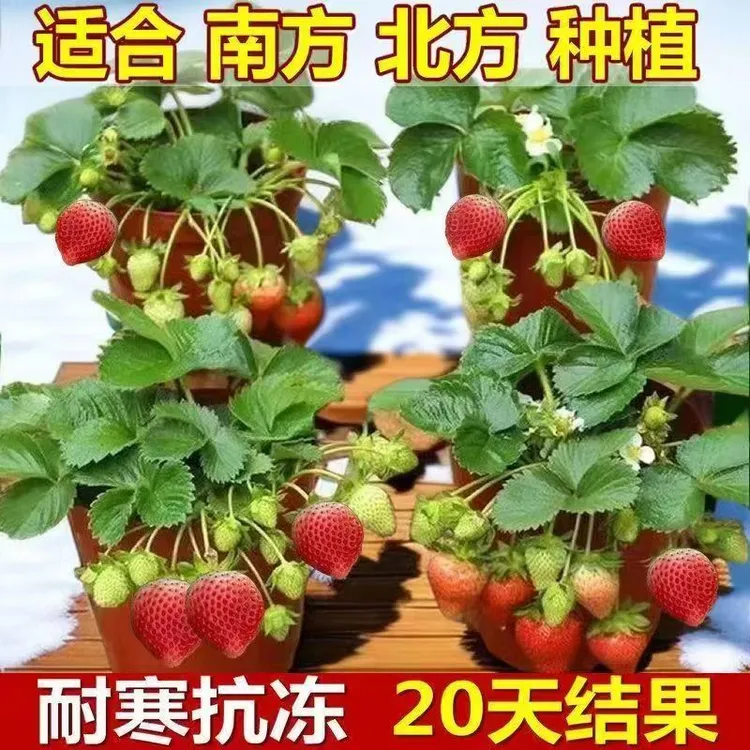 【20天结果】红颜奶油草莓秧苗四季草莓苗大果当年结果南方北方种植