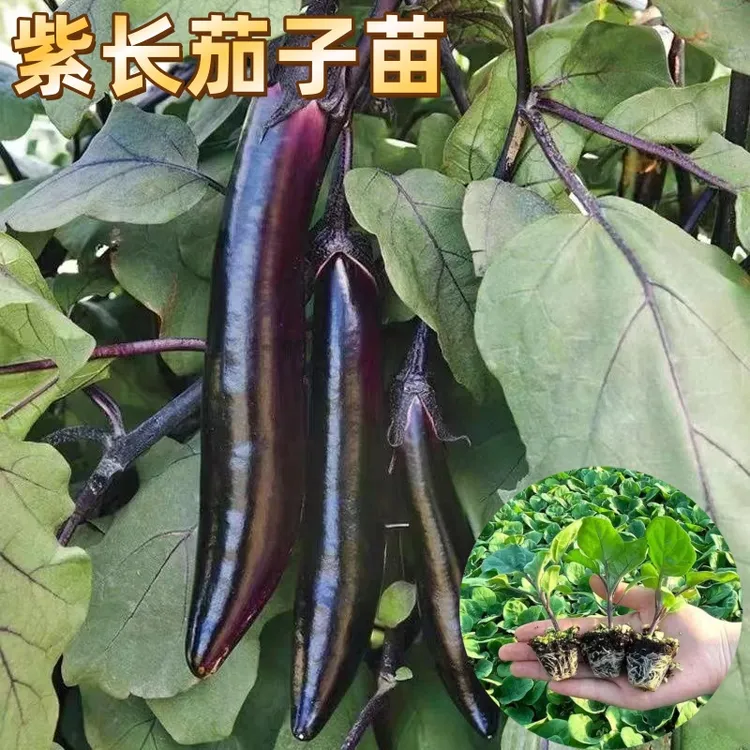 紫长茄子苗盆栽地栽阳台庭院紫长茄子秧苗黑长茄苗杭茄子秧苗商品图