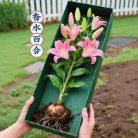 【进口】重瓣多头香水百合盆栽浓香四季种球多色好种植耐寒年前带芽
