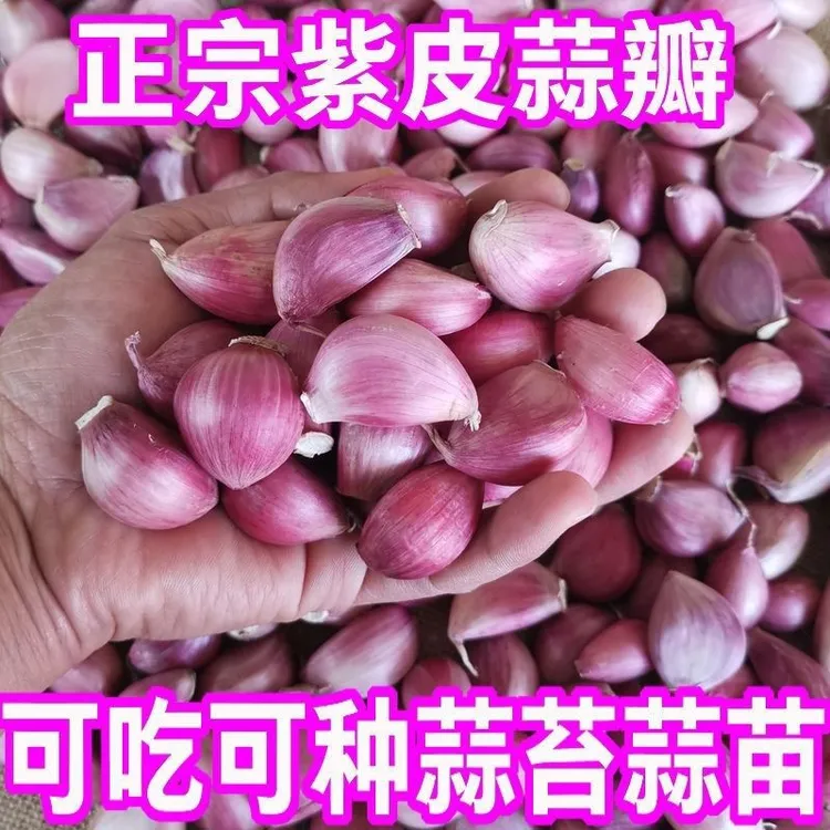 云南老品种紫皮蒜蒜瓣2025新干蒜去皮蒜瓣精品香蒜蒜瓣