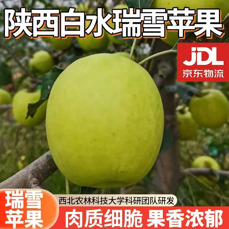 【泉盛隆】陕西白水瑞雪苹果4.5斤装  约7-12个
