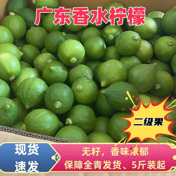 广东无籽香水柠檬二级果新鲜现摘多汁皮薄奶茶店专用水果